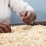 Corporate take over of African seeds