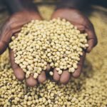 hands-of-african-seeds