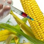 GMO neo colonialism