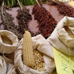 western-seed-fair
