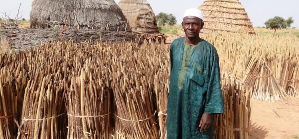photo-recolte-tchouma-en-2016-par-le-producteur-2 photo-recolte-tchouma-en-2016-par-le-producteur-2