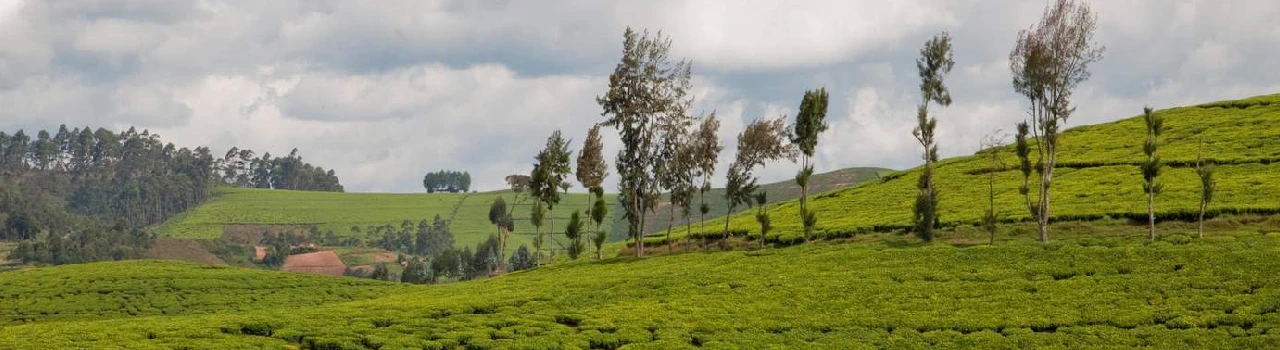 Land Working Group