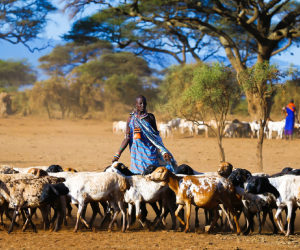 pastoralism
